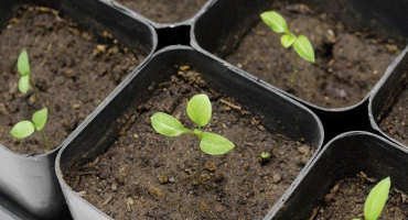 Jak a kdy zasít semena lilku pro sazenice?